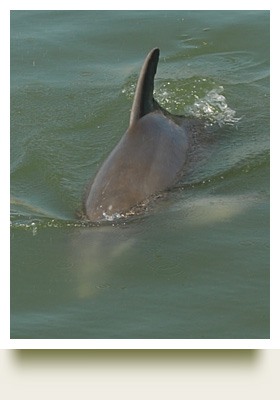 Cara the Dolphin